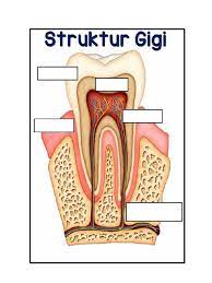 Melabel struktur gigi iaitu enamel, dentin, saraf, salur darah dan gusi dengan betul. Gambar Struktur Gigi
