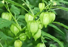 Công dụng của cây Tầm bóp với sức khoẻ và những lưu ý khi sử dụng