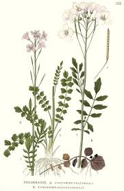 Image result for Cardamine obliqua