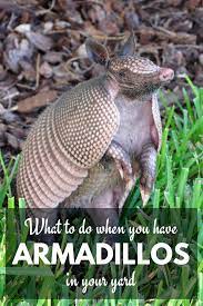 Homeowners may find holes in vegetable gardens and flower beds, as well. Armadillos In Your Yard Effective Wildlife Solutions Armadillo Weird Animals Animals Wild