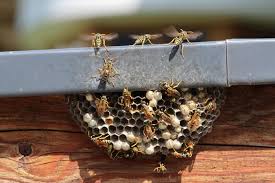 Maybe you would like to learn more about one of these? Nid De Guepes Ou De Frelons Que Faire Lesfurets