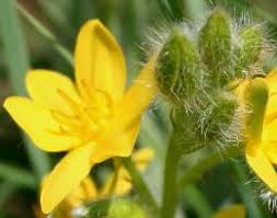 Image result for Hypoxis sp. A (as per FZ 12-3)