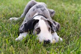 Meet grayson, a great dane dog for adoption, at mutts2majesty rescue in fayetteville, nc on petfinder. Great Dane Great Pet Care