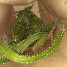 Plant in the cactus potting mix. Selenicereus Testudo Dog S Tail Cactus In Gardentags Plant Encyclopedia