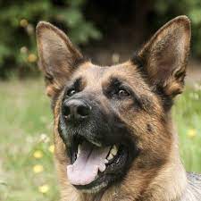 Why Do My Dog S Ears Stink 8 Causes Of Dog Ear Odor Pethelpful