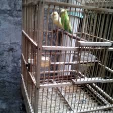 Pembayaran mudah, pengiriman cepat & bisa cicil 0% Jual Beli Burung Kebon Jeruk Dan Sekitar Nya Home Facebook