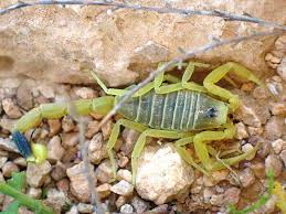Deathstalker Scorpion Jpg Deadly Animals Most Deadly Animal Poisonous Animals
