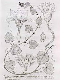 Image result for Cucumis cinereus