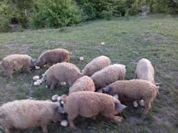 Vizitam statiunea de ski si snowboard din muntii postavaru, cu cazare in risnov: Cazare Ferma Agroturistica Pensiune Cabana Bran Brasov Rasnov Dino Parc Moieciu Dracula Fermaagroturistica