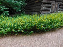 Image result for Chamaecrista polytricha