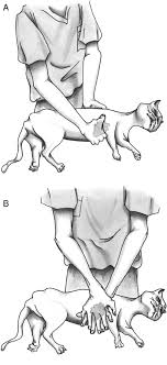 Jun 03, 2017 · if your cat's heart has stopped beating for any reason, then you will need to begin cpr immediately. Cpr For Dogs And Cats This Is What To Do If Your Pet Can T Breathe Atchuup Cool Stories Daily