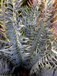 Image result for Encephalartos aplanatus