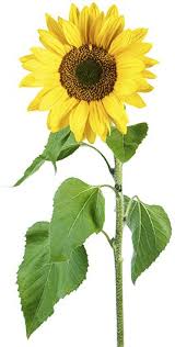 How To Care For Sunflowers Sunflower Care Tips Facts Sunflower Art Flower Painting Watercolor Sunflower