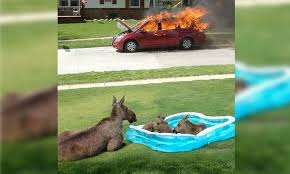 Car on fire meme template. Moose Family In Kiddie Pool Watching Car Fire Know Your Meme