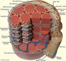 Bio201 Muscle Fiber Physiology Muscle Anatomy Human Anatomy And Physiology