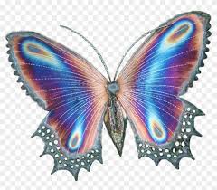 In the large butterfly png gallery, all of the files can be used for commercial purpose. Butterfly Transparent Background Gif