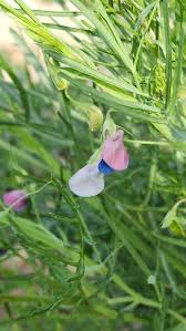 Image result for Lathyrus