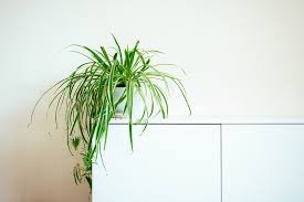 Image result for Chlorophytum sparsiflorum
