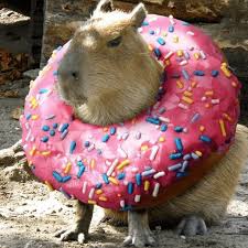 You thought the beaver was a rodent of unusual size? Carpinchos