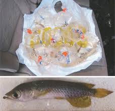 This was a central mystery for me. The Crazy Market For The World S Most Expensive Pet Fish