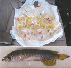 Are there live fish for sale at petsmart? The Crazy Market For The World S Most Expensive Pet Fish