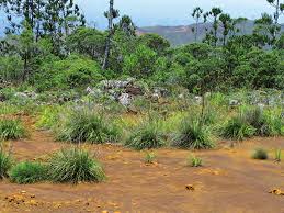 Image result for Costularia