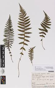 Image result for Amauropelta bergiana