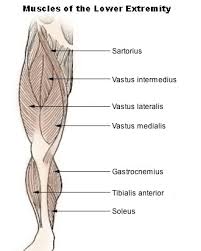 Leg and hip muscles » lower body muscles diagram. Soleus Muscle Wikipedia