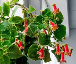 Image result for Kohleria