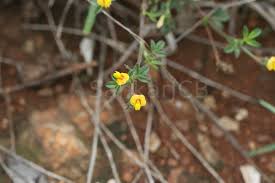 Image result for Stylosanthes fruticosa