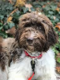 Ukc registered female newfoundland puppy ready for her new home! Newfoundland Poodle Mix Newfiepoo Newfypoo Newdle Newfiedoodle Poodle Mix Dog Breeds Poodle