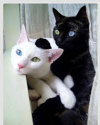 Pin By Kelley Spradlin On Kitty Kuteness Aww S Funnies Cute Animals Beautiful Cats Kittens