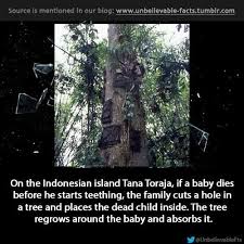 Pin By Kelly Wilkerson On Unbelievable Facts Tumblr Com Others Unbelievable Facts Creepy Facts Bizarre Pictures