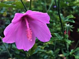 Image result for Hibiscus aethiopicus