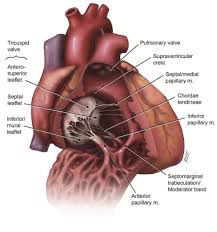 Structural groups of muscles largely determine functional groups—that is, the structural location of a muscle largely determines its mover function. An Anatomical Review Of The Right Ventricle Sciencedirect