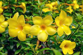 It's very small, typically 2 feet tall and blooms fragrant white flowers, dark green leaves. Yellow Bells Plant Care Growing Guide