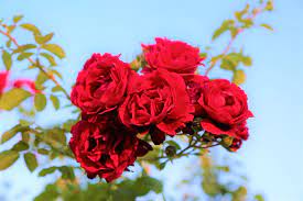 See more ideas about romantic pictures, beautiful romantic pictures, pictures. Hd Wallpaper Roses Red Nature Plant Love Beautiful Romantic Branch Wallpaper Flare