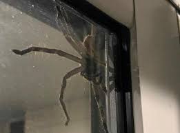 Camel spiders have become famous since the beginning of the 2000s, when the first american soldiers entered iraq. Massive And Mean Giant Huntsman Spider Traps Australian Couple In Home The Independent The Independent