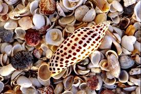 May 22, 2021 · for the best shelling in texas, head north of south padre's hotels to find miles of undeveloped beachfront, burgard says. The Rare Junonia Shell Is Considered The Ultimate Find By Sanibel Island Shell Collectors Photo Courtesy Sanibel Sanibel Island Shells Sanibel Island Florida