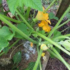 Maybe you would like to learn more about one of these? Pin On Outdoor Living Gardening