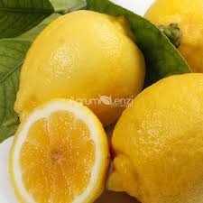 Image result for Citrus × limon