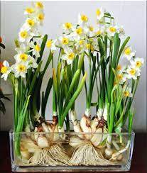 2 Paperwhites Indoor Daffodil Narcissus Bulbs 13 15cm Plants Home Balcony Bonsai Indoor Flowers Narcissus Bulbs Daffodils