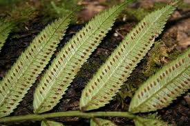 Image result for Marattiaceae