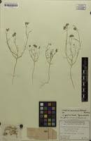 Image result for Limeum sulcatum