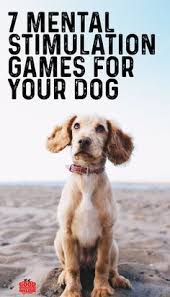 Brain Training For Dogs 7 Brain Games To Play With Your Pup Dogs Dog Training Dog Care