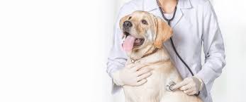 Description of work the veterinarian that i use is pet vet on patton. Local Veterinarians In Weddington Weddington Animal Hospital