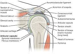 Find out everything you need to know about the causes, symptoms and there are a number of shoulder bursa located around the joint as shown in the diagram including the: Shoulder Joint And Subacromial Joint Space Medical Library