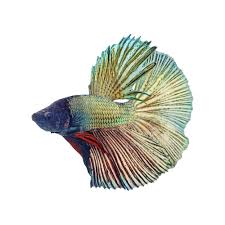 The subterranean jungles of <world name> have the weirdest things! Male Copper Bettas For Sale Order Online Petco