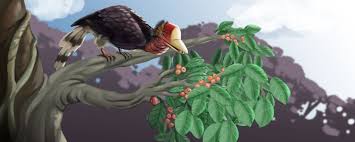 Orang dayak kenyah mempercayai nenek moyang mereka berasal dari. Rangkong Indonesia Ketahanan Pangan Untuk Enggang