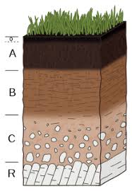 Soils develop horizons due to the combined process of (1) organic matter deposition and decomposition and (2) illuviation of clays, oxides and other mobile compounds downward with the wetting front. Soil Wikipedia